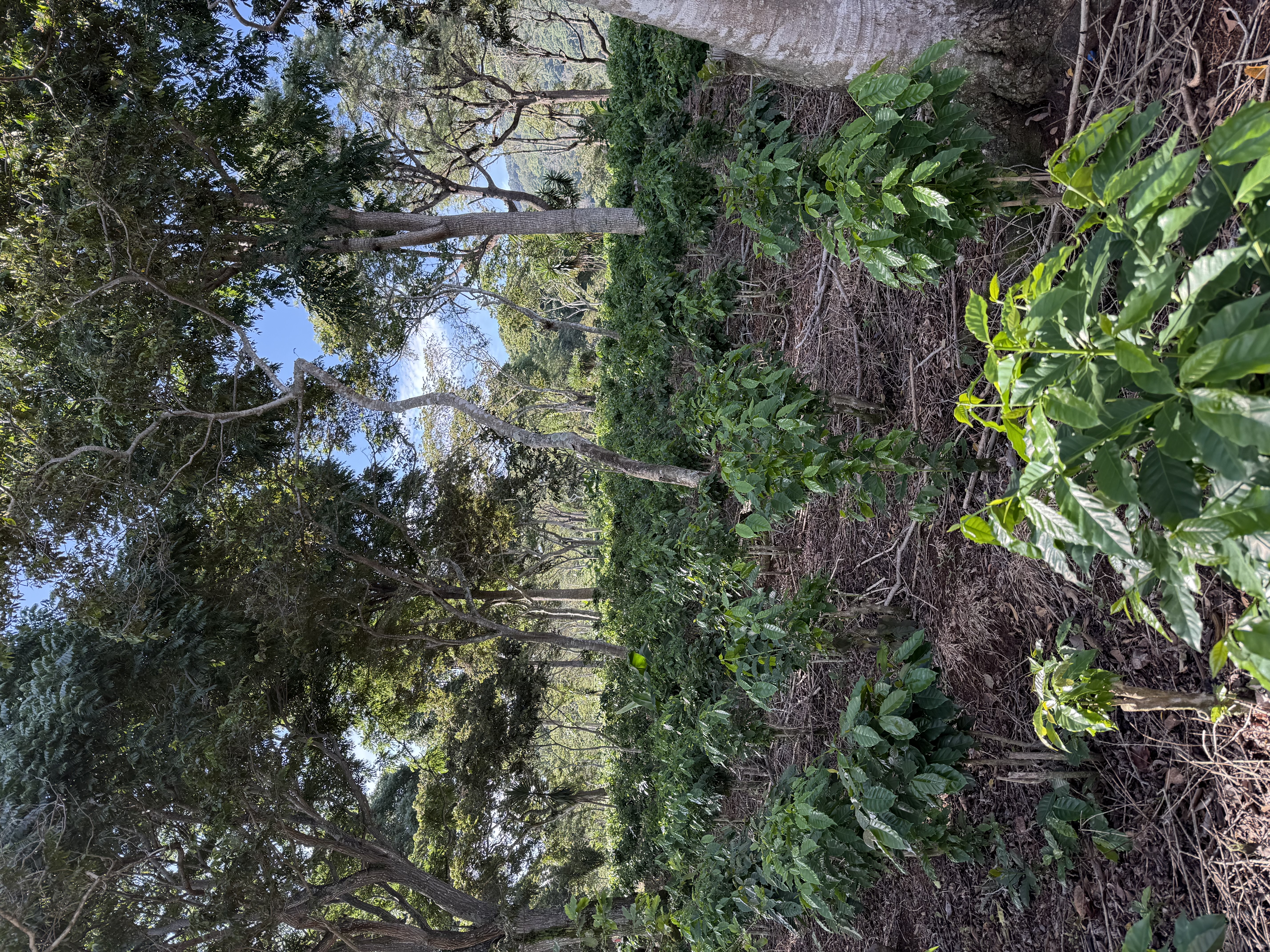 Coffee plantation at Finca Argelia